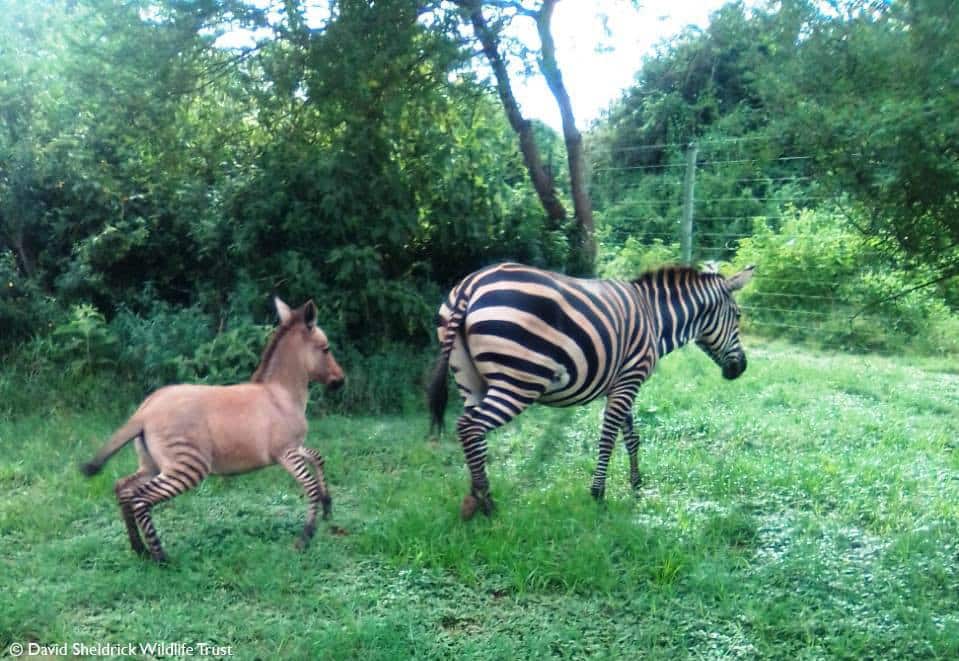 zonkey