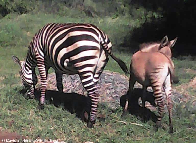 zonkey