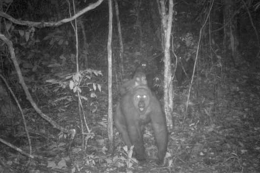 Rare Species Of Gorilla Found In Cross River